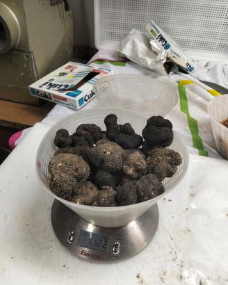 tartufo nero fresco 