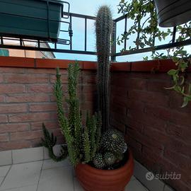 Splendida Composizione Cactus di 10 anni in vaso