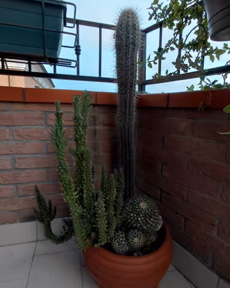 Splendida Composizione Cactus di 10 anni in vaso