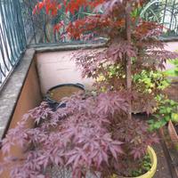 acero rosso giapponese 