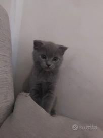 Gattini Scottish fold e straight
