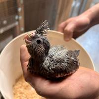 Ultimo pullo calopsite