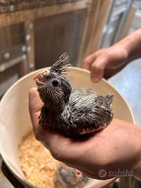 Ultimo pullo calopsite