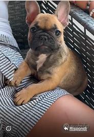 Bulldog francese
