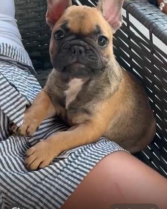 Bulldog francese