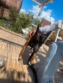 Malinois femmina
