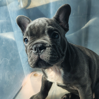 Bulldog francese maschio esotico