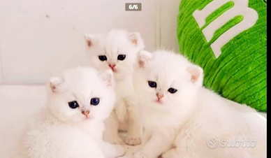 Gattini British pelo corto bianchi occhi azzurri