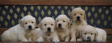 Golden retriever di prestigiose linee anglo-americ