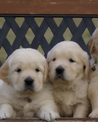 Golden retriever di prestigiose linee anglo-americ