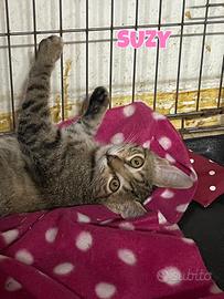 Suzy gattina tigrata