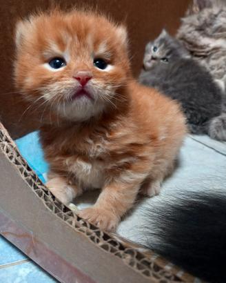 Gatto siberiano