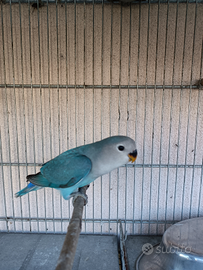 Inseparabile serie blù