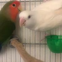 Inseparabili roseicollis