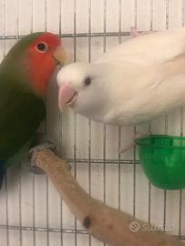 Inseparabili roseicollis