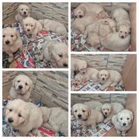 Cuccioli di Golden Retriever linea ingl