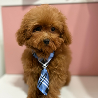 Cuccioli MINITOY/ TEACUP