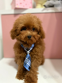 Cuccioli MINITOY/ TEACUP