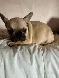 Bulldog francese