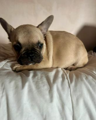 Bulldog francese