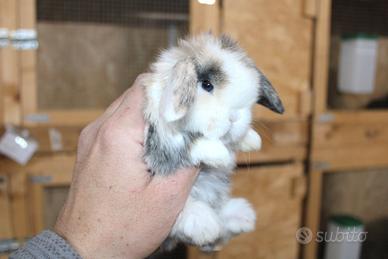 Coniglio nano ariete e minilop