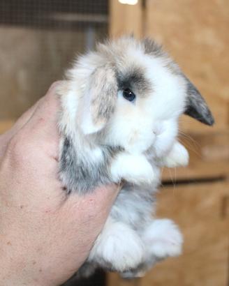 Coniglio nano ariete e minilop