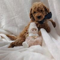 Cuccioli di BARBONCINO Nano con pedigree