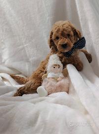 Cuccioli di BARBONCINO Nano con pedigree