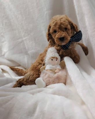 Cuccioli di BARBONCINO Nano con pedigree