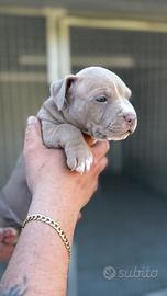 Ultimo Super cucciolo di America Pitbull Terrier