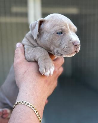 Ultimo Super cucciolo di America Pitbull Terrier