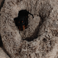 Bassotti nani / kaninken pedigree Enci