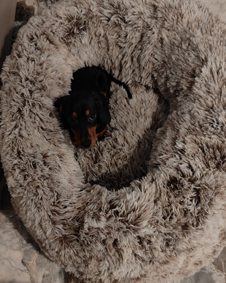 Bassotti nani / kaninken pedigree Enci