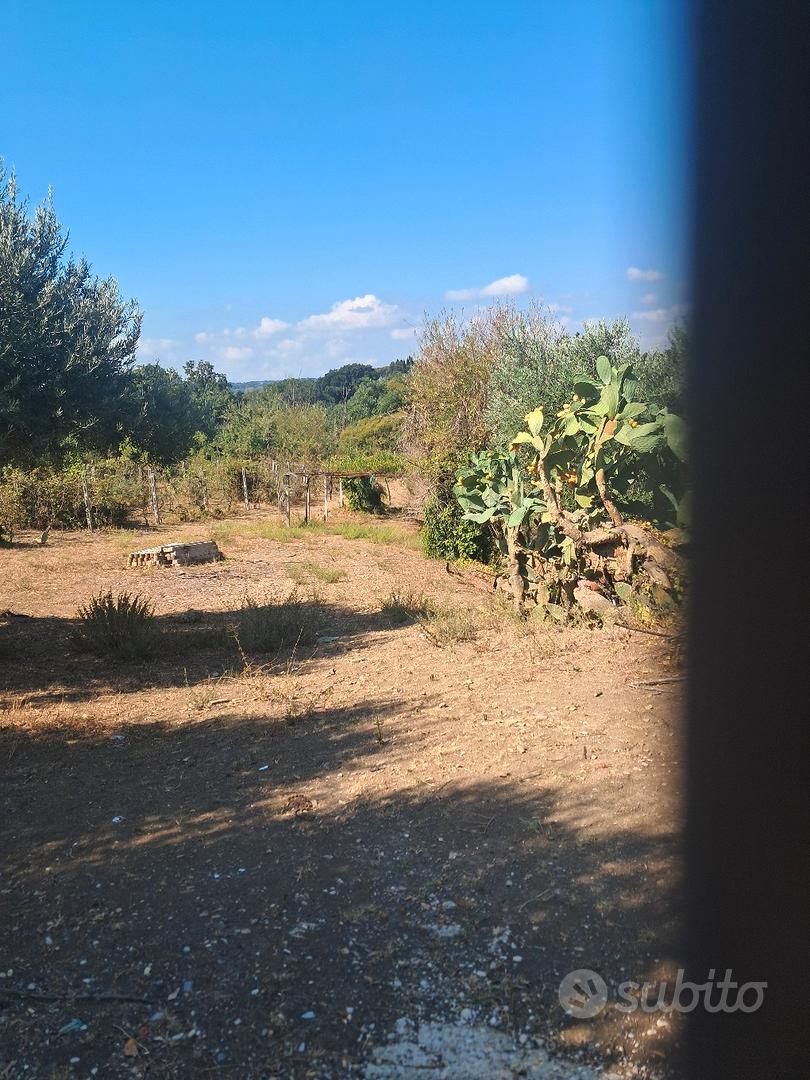 Terreno agricolo coltivato - Vista 5