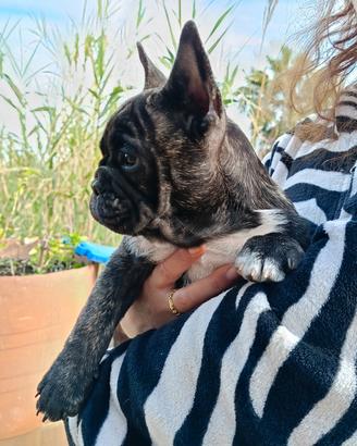 Bouledogue/bulldog francese