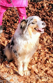 C e r c o maschio pastore australiano per monta