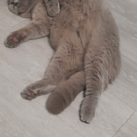 Gatto per accoppiamento