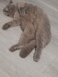 Gatto per accoppiamento