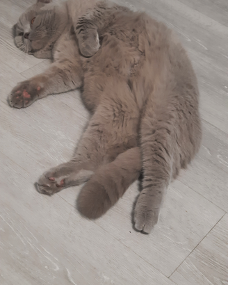 Gatto per accoppiamento