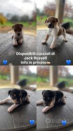 Jack Russell