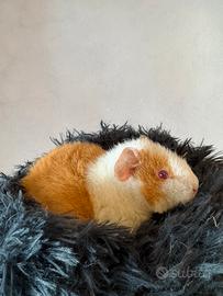 Porcellini d'india us teddy