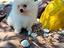 Immagine 6