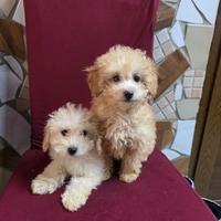 Maltipoo
