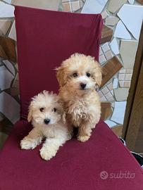 Maltipoo