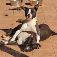 Cucciole di Amstaff 11 mesi