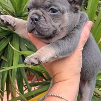 Exsotic femminuccia bulldog francese