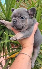 Exsotic femminuccia bulldog francese