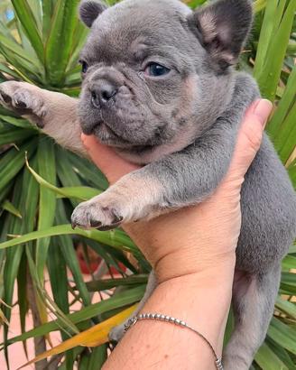 Exsotic femminuccia bulldog francese