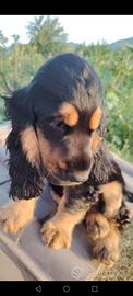 Cucciola di cocker