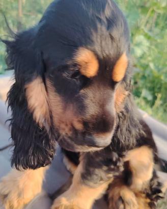 Cucciola di cocker